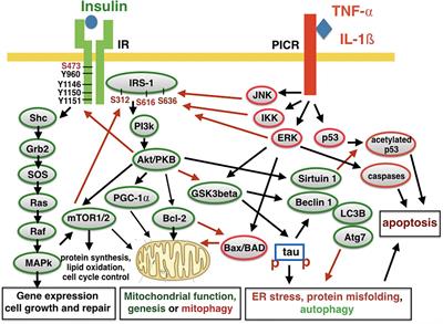 Insulin Signaling Impairment in the Brain as a Risk Factor in Alzheimer’s Disease